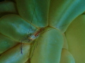   coral shrimp  